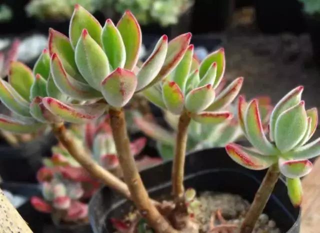 推荐轻松玩转100种常见多肉植物,700种多肉植物图鉴pdf百度云