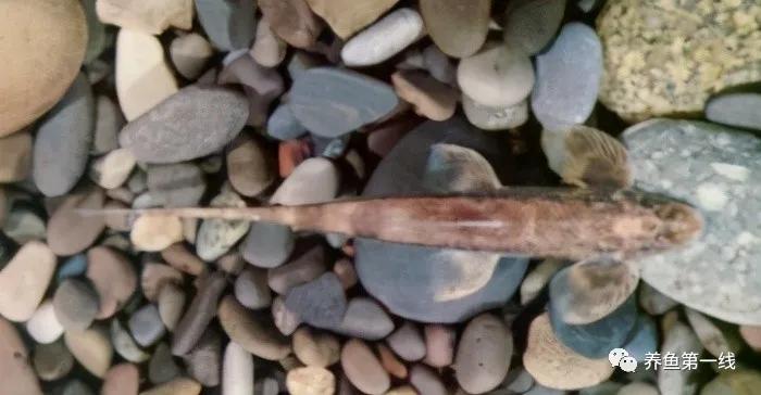 十种常见的水生动物,鳅科动物图片