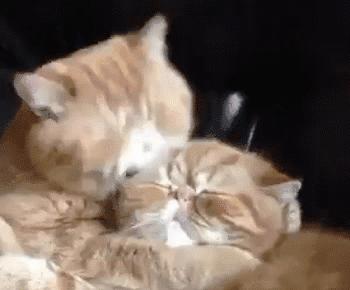 我的猫掉下楼死了怎么办,我的猫跳楼死了