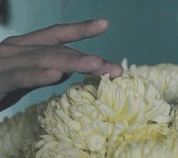 菊花上长菜花,茎上长出的多肉