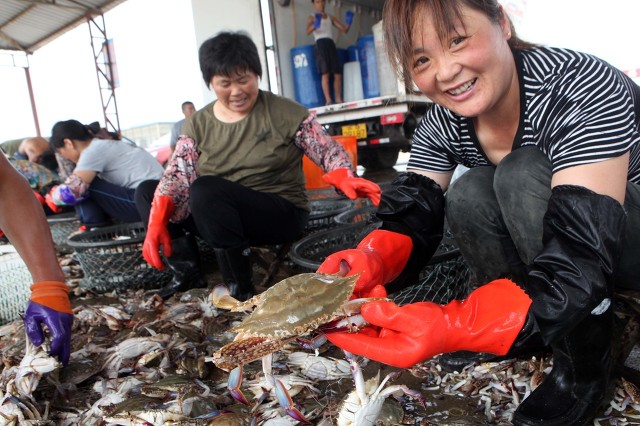 现在梭子蟹怎么挑选,梭子蟹怎么挑选才好