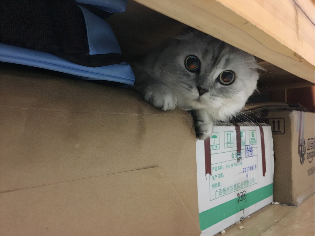 猫咪离世前的七种征兆,猫咪去世前的12个征兆太揪心了