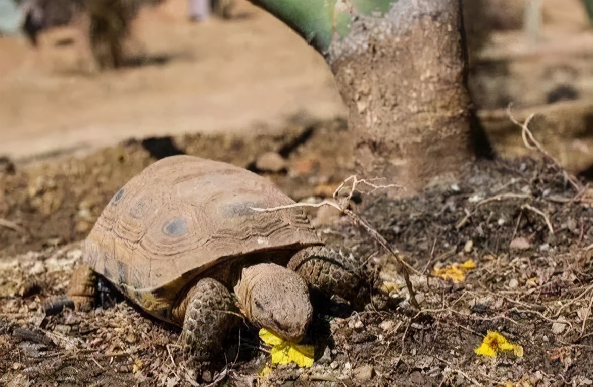 龟类纪录片,龟类图片