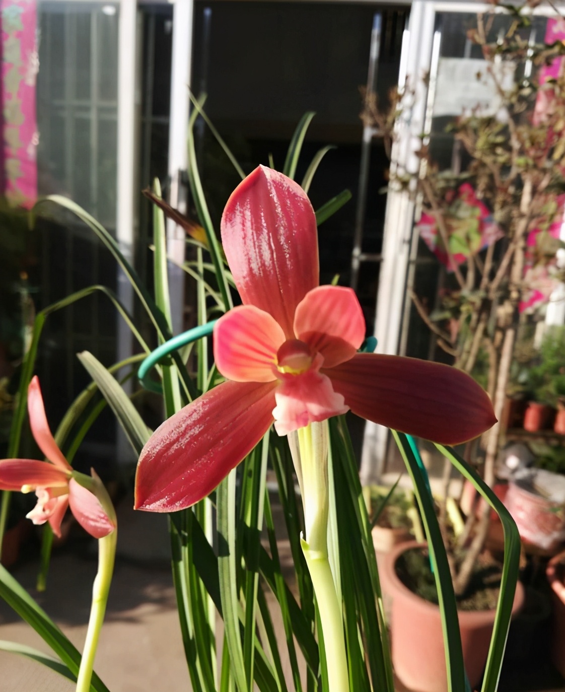 在山上发现野生的漂亮的中国兰花,山里的野生稀有兰花