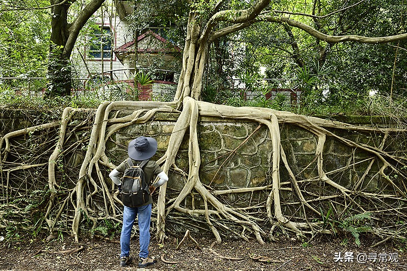 探秘重庆被人遗忘的废墟,被植物吞噬的小区