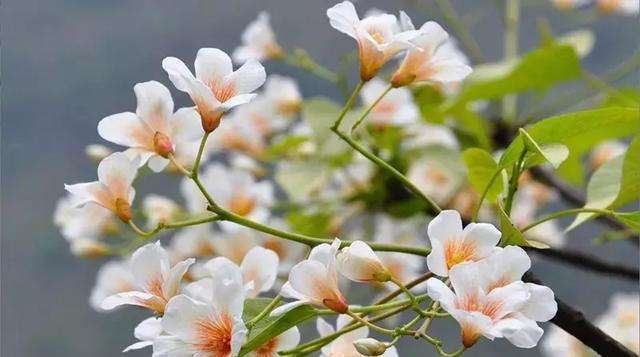 105种野草图片大全,105种野草的图片功效与作用