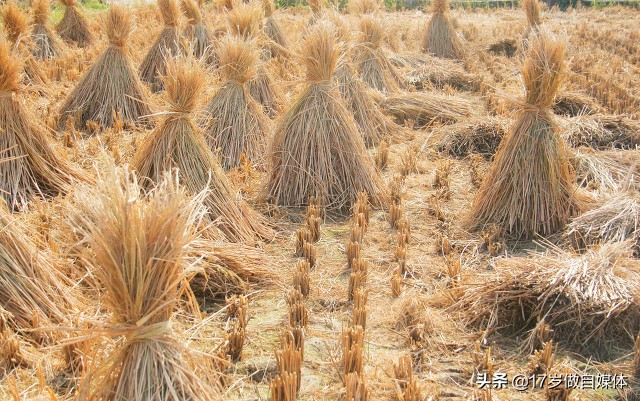 食品小型加工厂创业项目,适合小型加工厂创业项目的名称