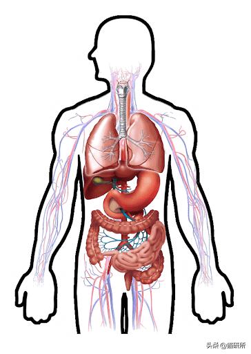 猫咪会长毛囊炎吗,猫咪会长老年斑吗
