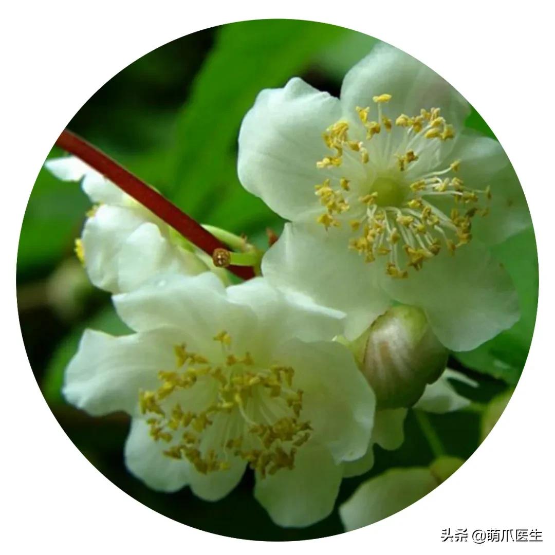 养了猫还可以养兔子吗,养了猫还适合养鹦鹉吗