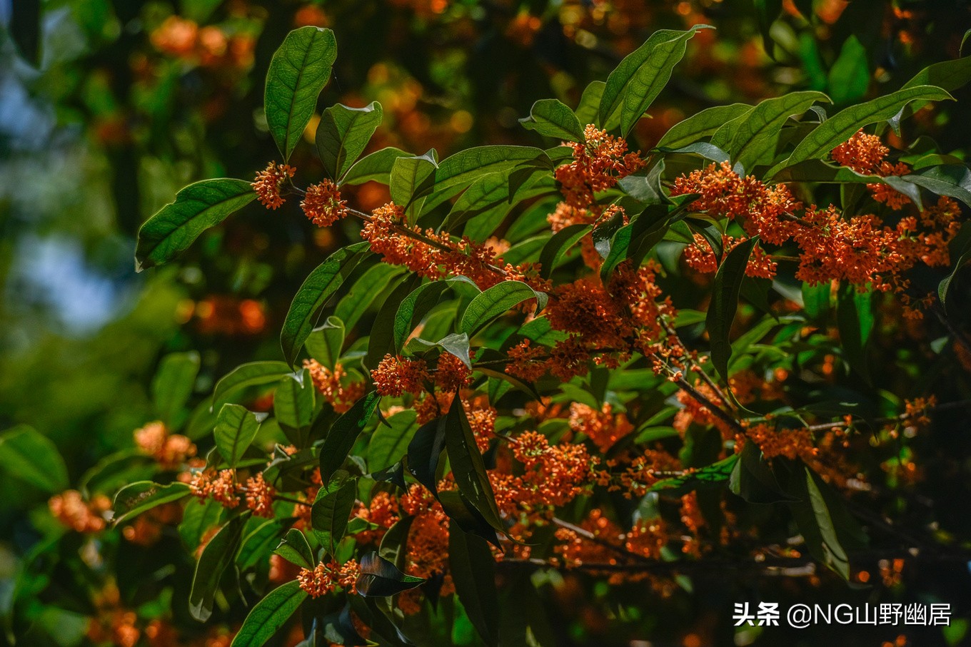 杭州九溪秋色最佳时间,杭州西湖九溪秋天几月份好看