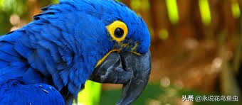 红黄金刚鹦鹉与紫蓝金刚的价格,紫蓝金刚鹦鹉生长过程140天