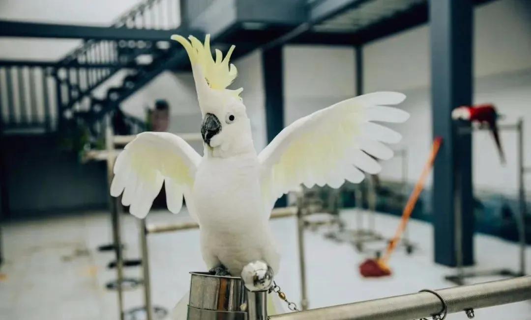 好嗨“游”（11）|这一片早樱还不去赏，错过又得等一年