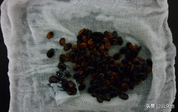 西瓜种子催芽最快的方法,西瓜种子不催芽直接播种几天发芽