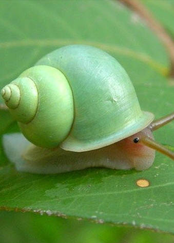 各种各样的蜗牛简单的,各种各样的蜗牛视频