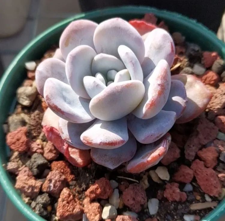 养多肉植物修身养性,多肉的习性和日常养护方法