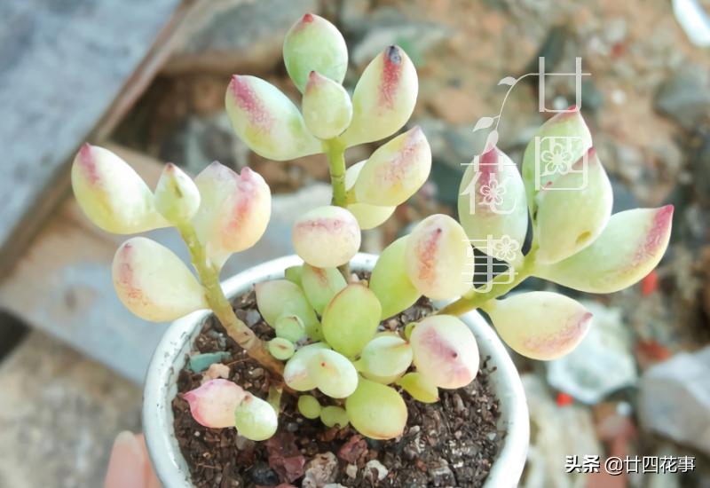 哪些多肉冬季怕冻,什么多肉抗冷耐寒好养