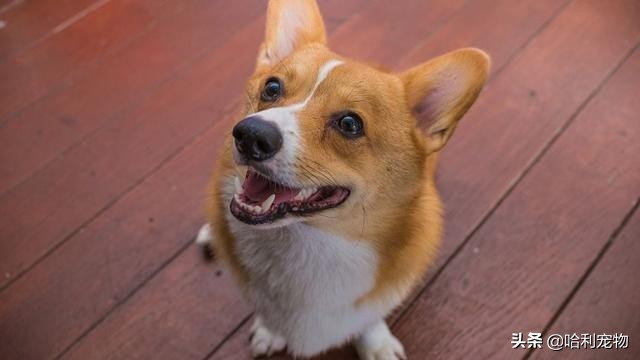 如何看柯基是不是正宗的,你对柯基了解吗