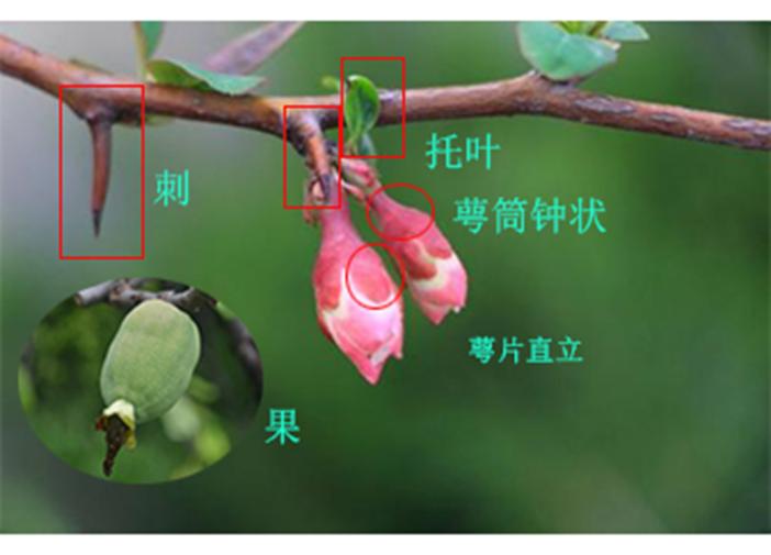 食用海棠和观赏海棠怎么区别,怎么区分海棠的花