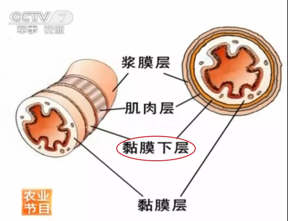 香肠表面的膜,香肠表皮是什么