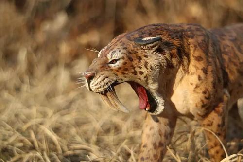 曾经位居食物链顶端,冰河时代过去后,却被活活饿死