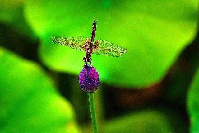 蜻蜓幼虫的各种种类,蜻蜓各种品种都叫什么名字