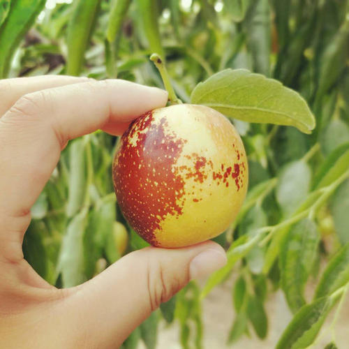 大荔冬枣脆甜多汁,陕西大荔冬枣脆甜爽口2斤装