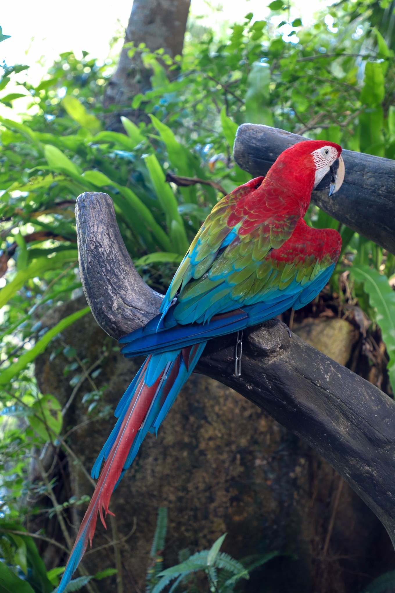 呀诺达雨林探险是什么,三亚呀诺达雨林正规吗