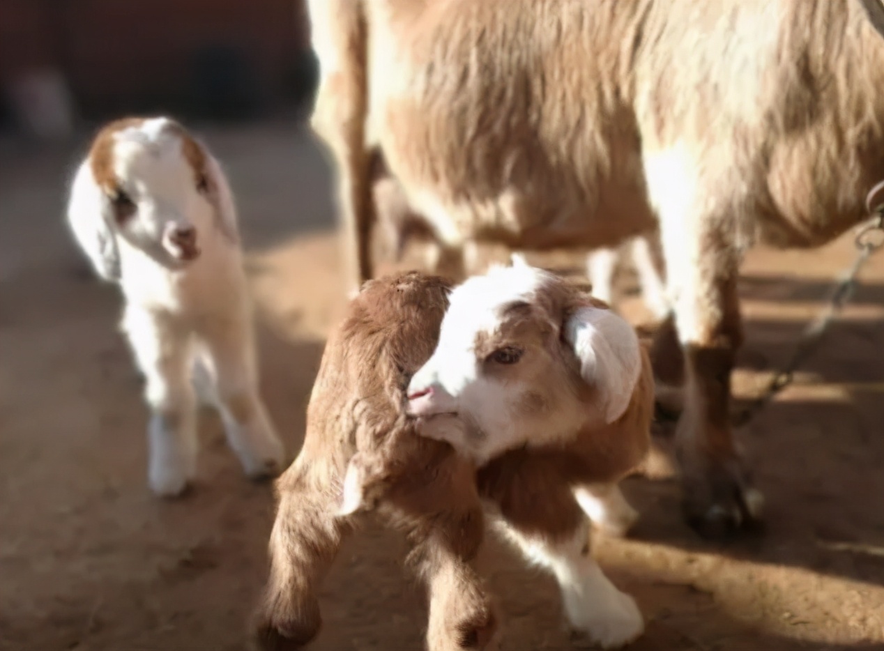 小羊羔拉稀怎么治疗最有效,小羊羔拉稀治疗单方