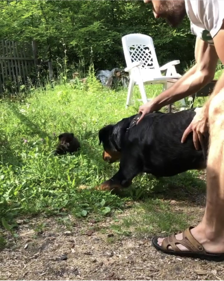 我的萌宠是只猫小说,我的萌宠是中华田园犬