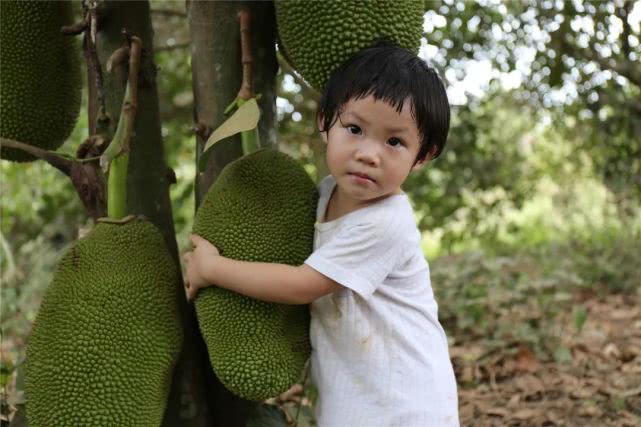 果肉饱满香甜浓郁白沙荣邦吴其貌线上销售菠萝蜜助农增收销路畅