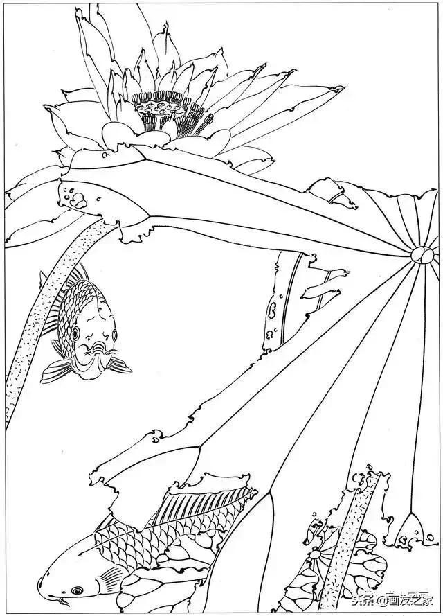 白描荷花鱼线稿图片,白描动物鱼图片大全