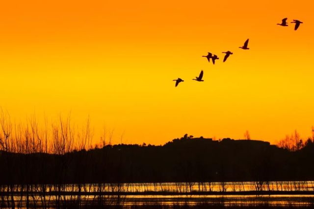 什么是云南品种,什么是云南的特色