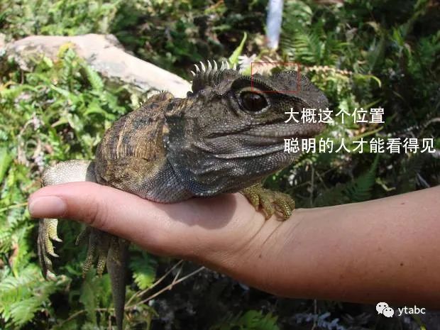 老鼠偷偷溜进博物馆，杀死拥有三只眼的远古生物