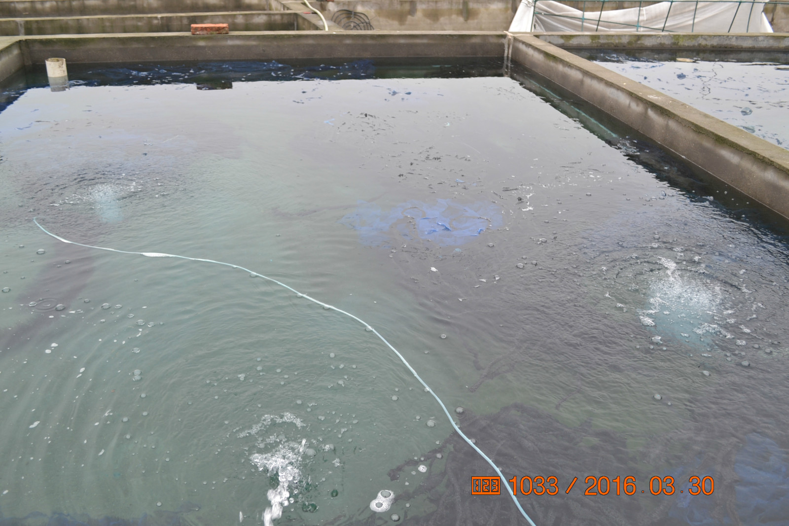 锦鲤池养殖方法图解,锦鲤繁殖全过程纪录片