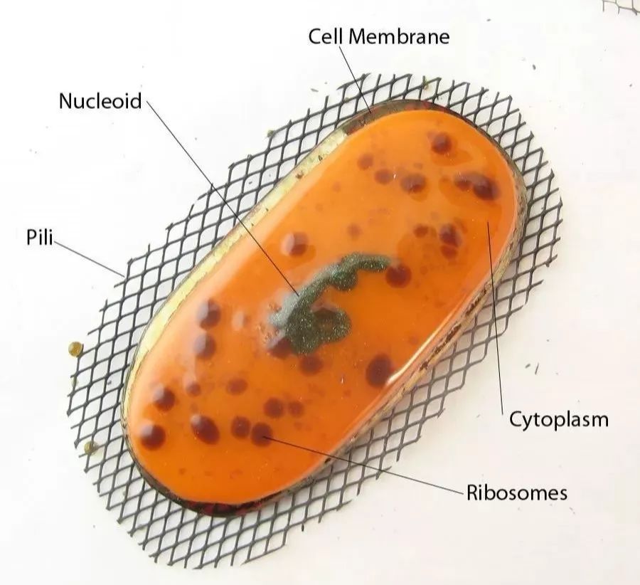 辟谣:养猫会得猫抓热?猫抓热到底是什么病?你家猫咪患上了吗?