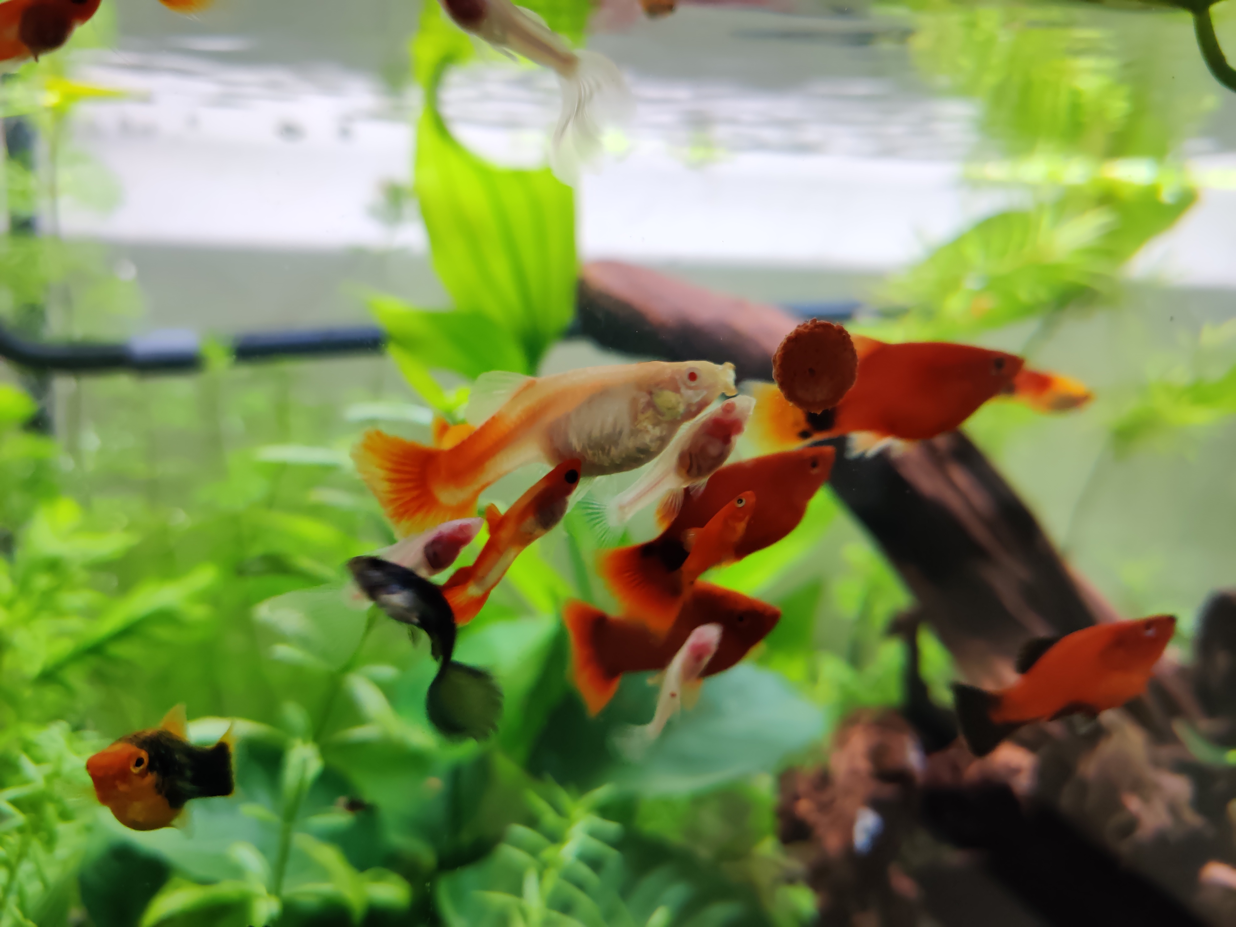 新手入门养鱼该怎么开始养鱼,想养鱼的人该怎么养鱼