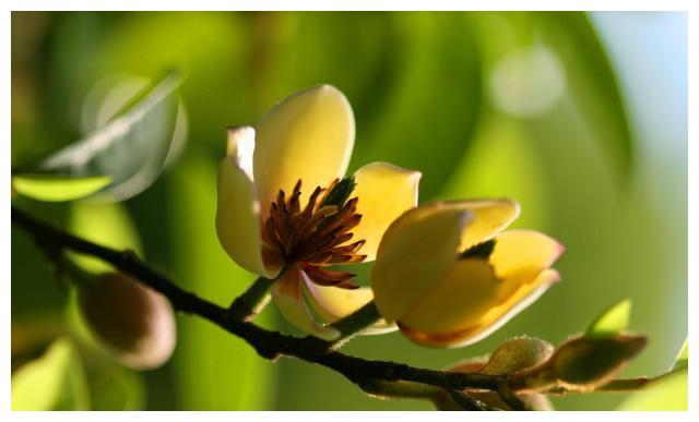 养白兰花的技巧,养金桂的正确方法