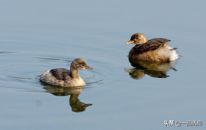 鸟类名字生僻字,带有鸟字的生僻字