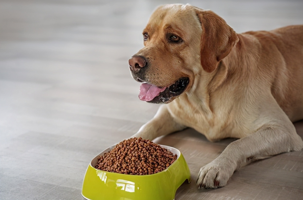 为什么母狗会咬死自己的幼崽,母狗为什么会咬死自己的孩子