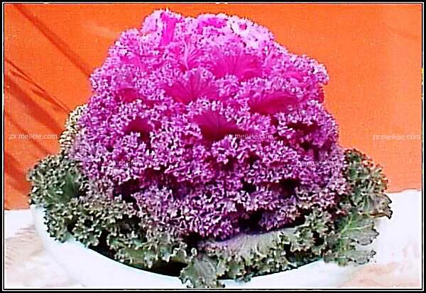 羽衣甘蓝开花图,好看的羽衣甘蓝