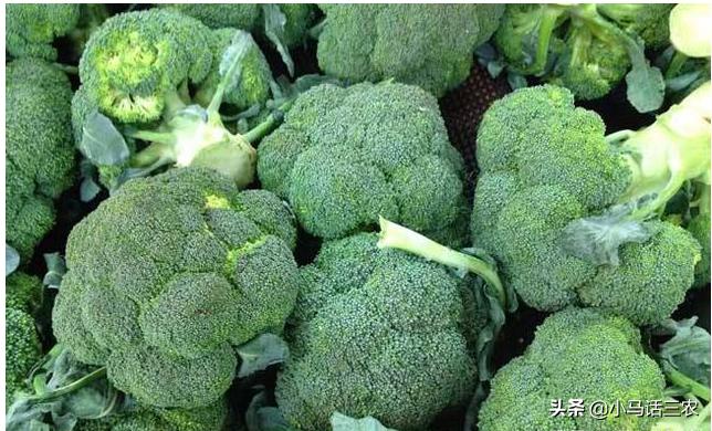 西兰花出现花苞不齐什么原因,西兰花叶茎裂口什么原因