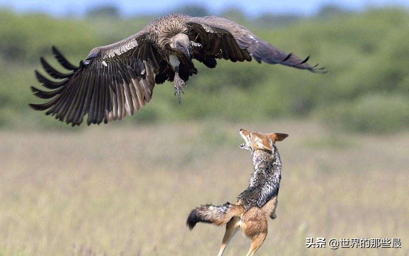 非洲这种犬科动物，一生只娶一个老婆，日常就是跟秃鹫火拼