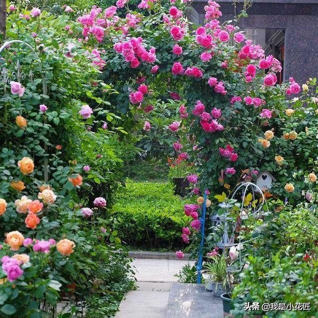 适合阳台种植的爬藤植物都有哪些,家庭阳台种什么爬藤植物比较好