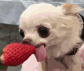 什么样才算纯种狗？纯种狗是怎么培育出来的？