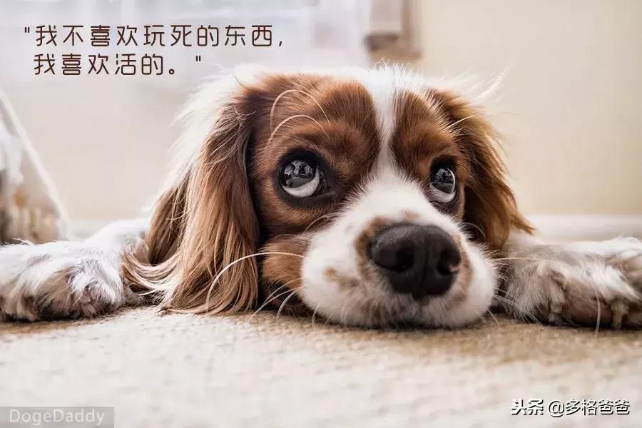 狗狗咬拖鞋怎么回事,狗狗一直咬拖鞋怎么训练