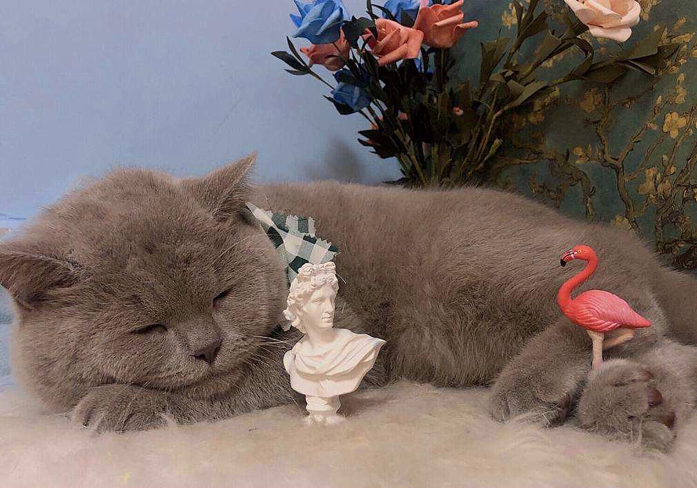 猫咪外出需要准备什么,春节留守猫咪的喂养攻略