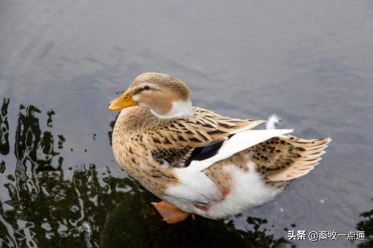 怎样检测公狗精子死活,鸭的人工授精是怎么操作