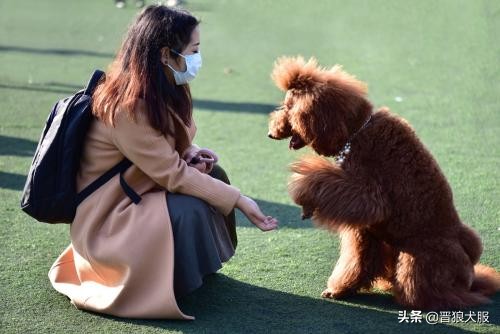 泰迪犬的秘密你知道吗,健康的泰迪犬都有哪些特别的表现