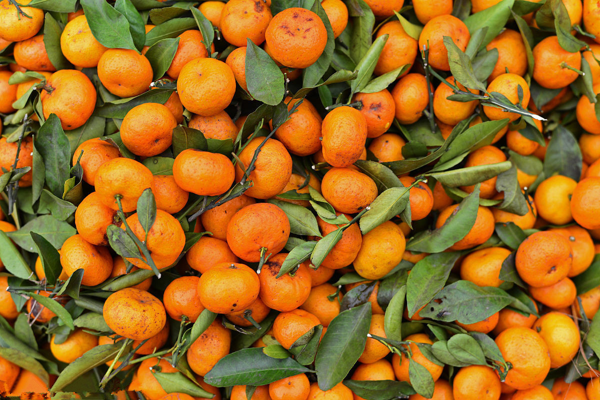 为什么今年沙糖桔价格低,果农卖砂糖橘行情