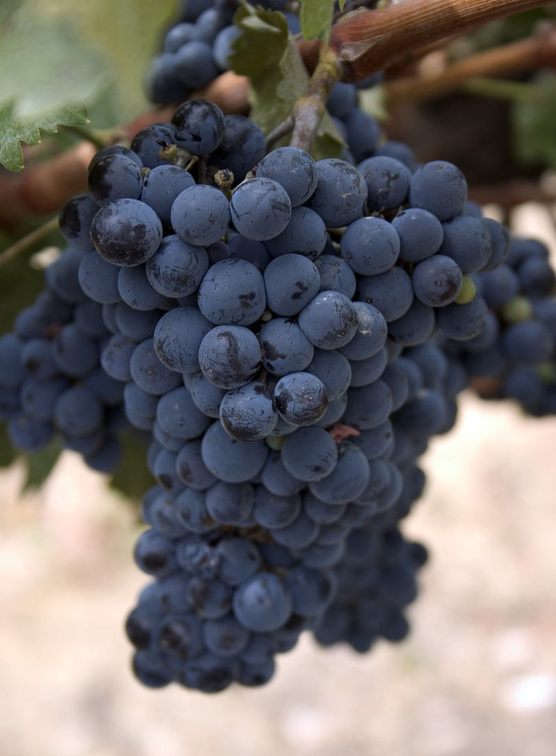 西拉葡萄酒简介,西拉葡萄酒的含义